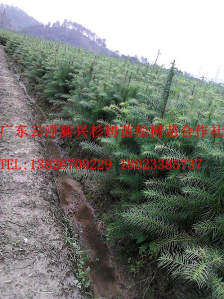 湖北杉木苗-良種杉苗電話圖片