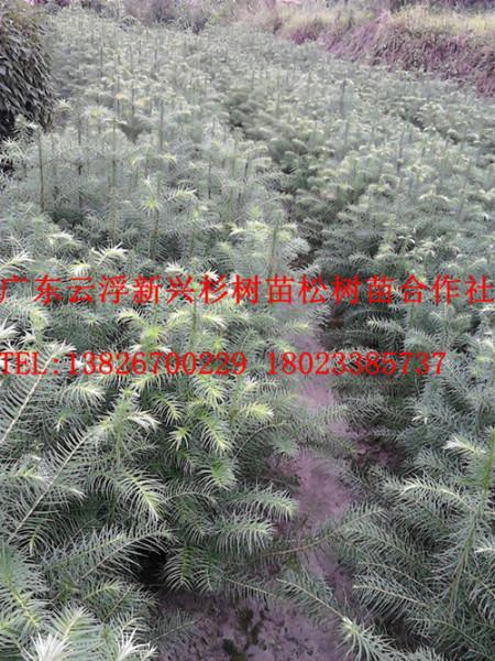 廣東陽(yáng)山杉樹苗-杉苗基地圖片