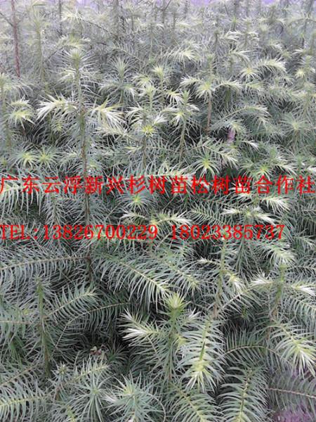 廣東信宜杉樹苗-杉苗電話圖片