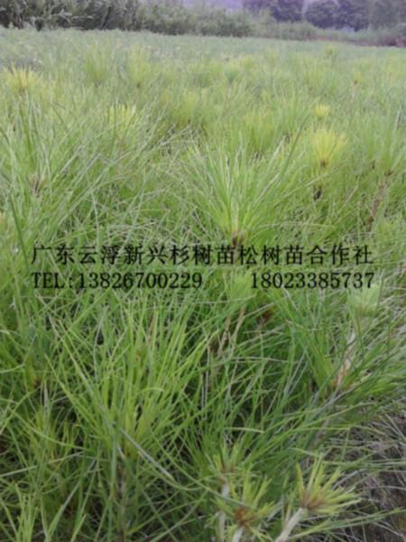 松苗-濕地松-改良濕地松供應(yīng)基地圖片