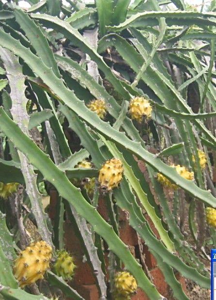 供應(yīng)2013火龍果上市了-2013火龍果上市批發(fā)價(jià)