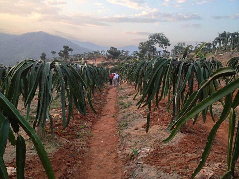 2013火龍果-2013火龍果價格圖片