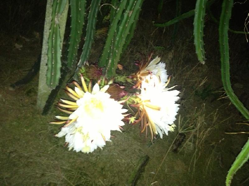 2013火龍果上市-2013火龍果市場(chǎng)價(jià)圖片