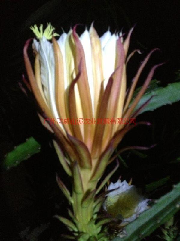 供應(yīng)紅水晶火龍果苗種植基地，紅水晶火龍果苗專賣，紅水晶火龍果苗供應(yīng)商