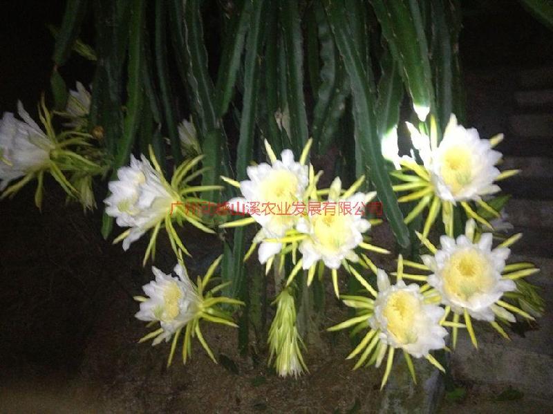 供應(yīng)火龍果種植基地-火龍果大量批發(fā)