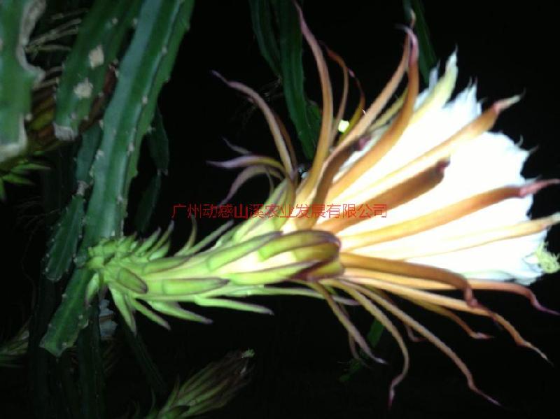 供應(yīng)紅水晶火龍果苗種植基地，紅水晶火龍果苗專賣，紅水晶火龍果苗供應(yīng)商