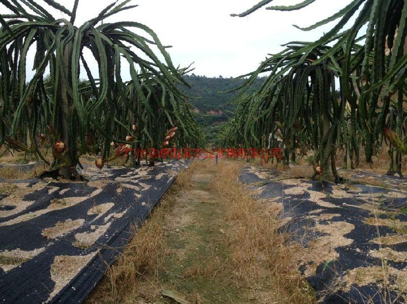 供應(yīng)廣州大枝條紅水晶批發(fā)，從化大枝條紅水晶，大枝條紅水晶果園