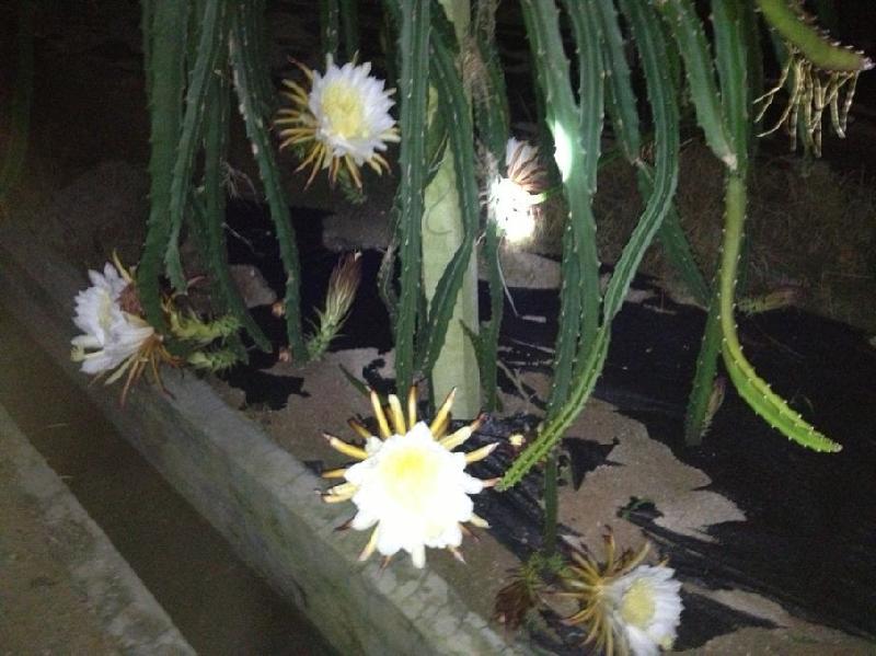 2013火龍果價格行情圖片