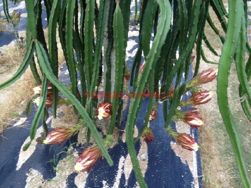 供應(yīng)廣州大枝條紅水晶批發(fā)，從化大枝條紅水晶，大枝條紅水晶果園