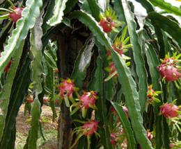 供應(yīng)2013火龍果上市了-2013火龍果上市批發(fā)價(jià)