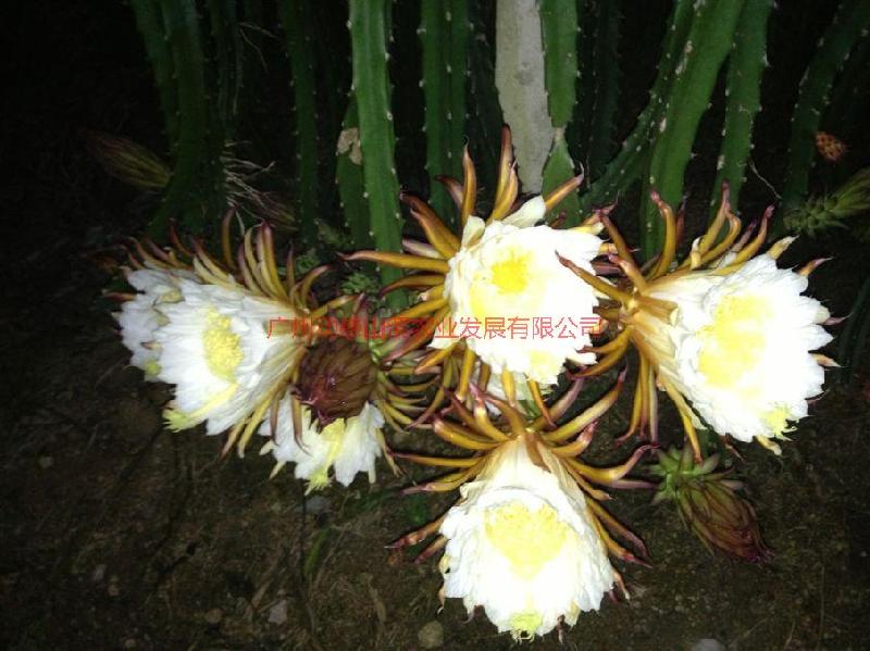 供應(yīng)紅水晶火龍果苗種植基地，紅水晶火龍果苗專賣，紅水晶火龍果苗供應(yīng)商