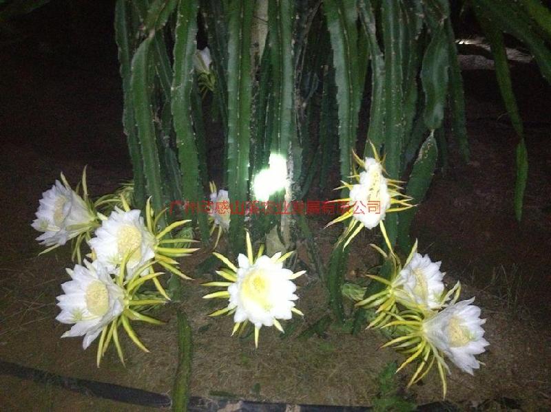 供應(yīng)火龍果種植基地-火龍果大量批發(fā)