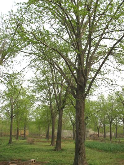 供應(yīng)園林綠化設(shè)計施工假山噴泉