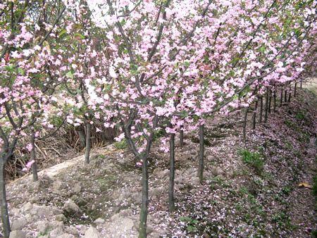 供应3公分樱花 3公分樱花树 3公分樱花树价格