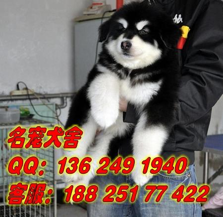 供应广州纯种阿拉斯加雪橇犬广州哪里有卖宠物犬 广州名宠繁殖场出售 图片