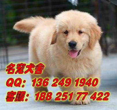 广州市广州边度有卖纯种金毛犬厂家