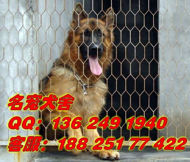 供应德国牧羊犬深圳出售德国牧羊犬， 深圳什么地方有卖狼犬的，深圳黑背