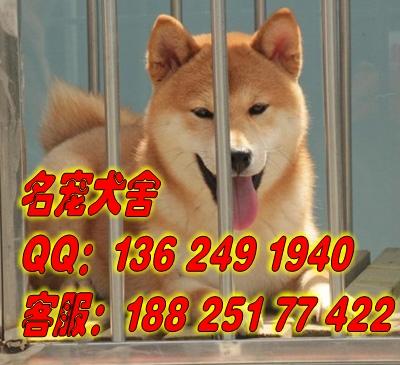 供应秋田犬广州哪里有卖纯种秋田犬买宠物狗首选信誉好的名宠狗场