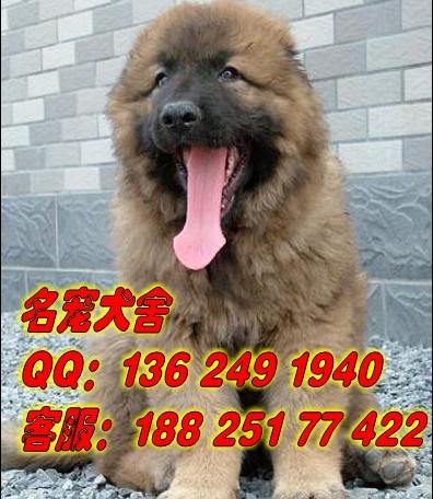 广州什么地方有卖高加索犬图片