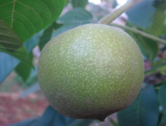 供應文玩核桃接穗嫁接用碼子