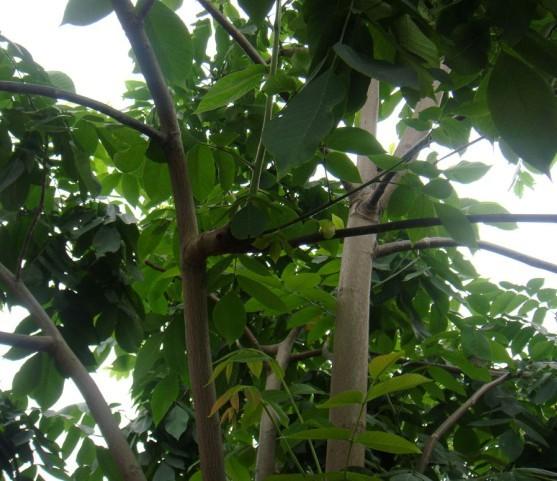 供應(yīng)麻核桃樹苗 麻核桃成品樹 文玩核桃樹 淶水麻核桃7年的結(jié)果大樹