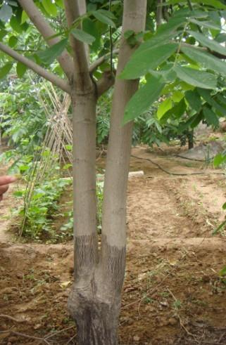 供應(yīng)麻核桃樹苗 麻核桃成品樹 文玩核桃樹 淶水麻核桃7年的結(jié)果大樹