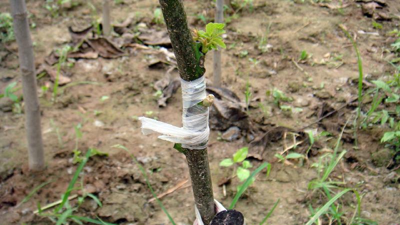 麻核桃嫁接圖片/麻核桃嫁接樣板圖 (3)