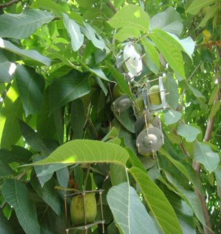 供應(yīng)麻核桃樹苗 麻核桃成品樹 文玩核桃樹 淶水麻核桃7年的結(jié)果大樹