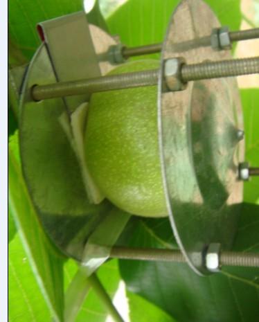 供應(yīng)文玩核桃