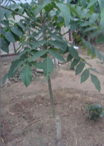 供應(yīng)麻核桃樹苗，文玩核桃獅子頭樹苗，淶水麻核桃成品樹