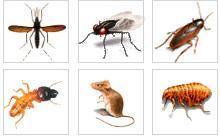 供應(yīng)桂林赫鼎鴻滅鼠公司專業(yè)滅鼠怎樣滅鼠如何滅鼠賓館滅鼠滅蟑