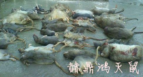 供應(yīng)桂林酒店滅鼠、飯店滅鼠、滅鼠方法