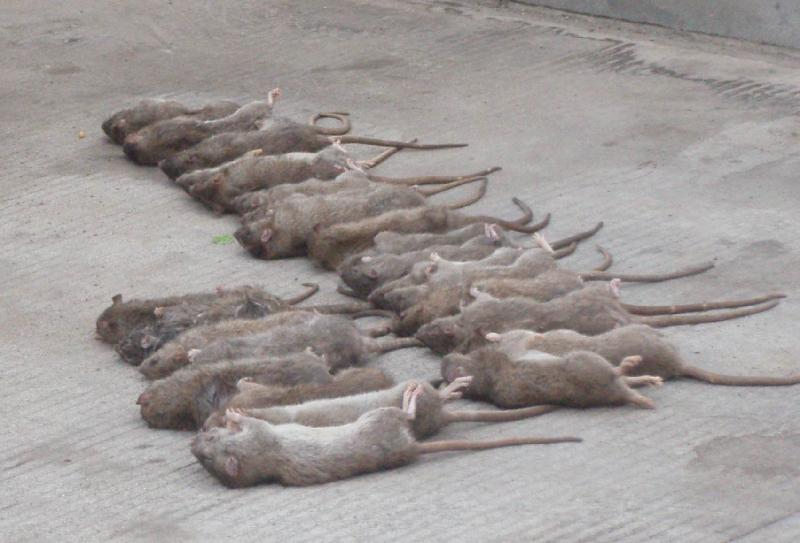 供應(yīng)桂林酒店滅鼠、飯店滅鼠、滅鼠方法