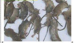 供應(yīng)桂林酒店滅鼠、飯店滅鼠、滅鼠方法