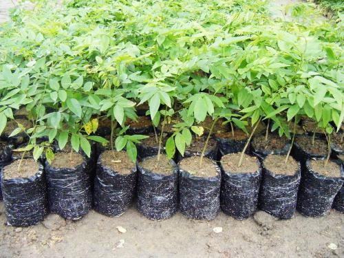 供應(yīng)廣西黃花梨苗，海南黃花梨樹苗，黃花梨苗