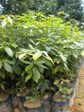 供應金絲楠木苗、福建金絲楠木種子、廣西金絲楠木種植、廣東金絲楠木價格