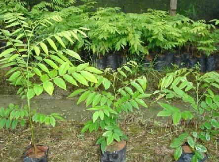 供應(yīng)廣東黃花梨苗