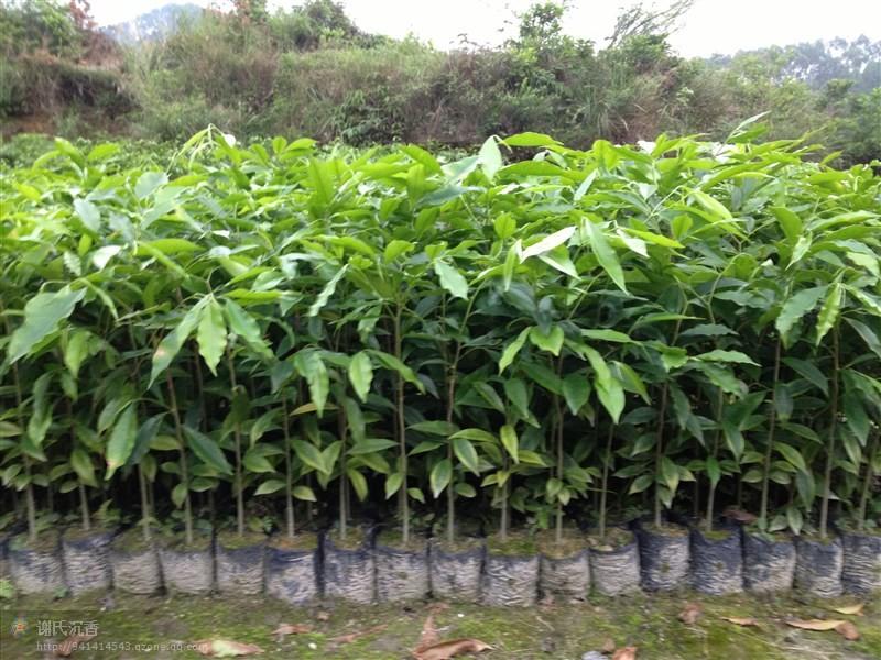 供應(yīng)沉香樹苗、沉香、袋裝沉香樹苗