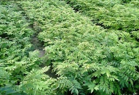 浙江黃花梨樹苗