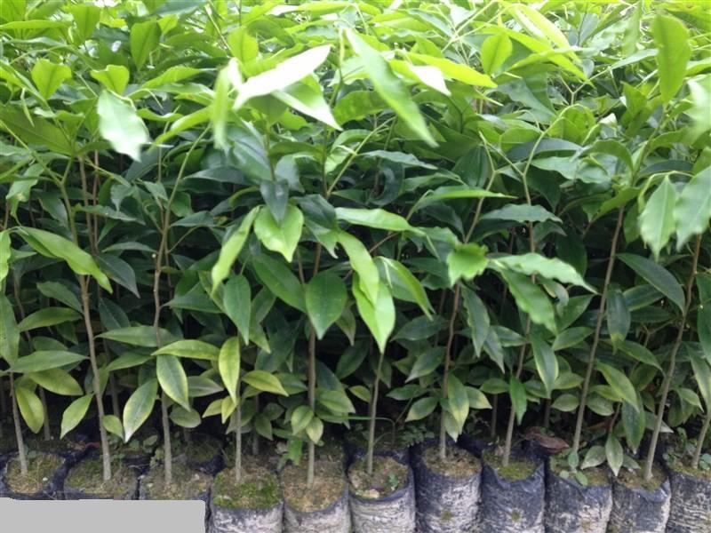 供應(yīng)沉香苗，廣西沉香苗，沉香樹苗