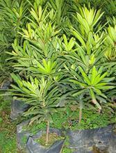 廣東羅漢松小苗羅漢松苗供應