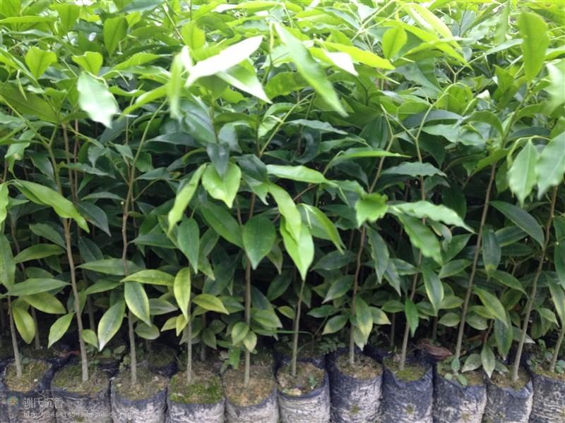 供應(yīng)沉香樹苗、沉香、袋裝沉香樹苗