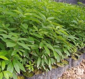 供應金絲楠木苗、福建金絲楠木種子、廣西金絲楠木種植、廣東金絲楠木價格