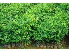 供應(yīng) 供應(yīng)貴州沉香苗，貴州沉香苗批發(fā)，優(yōu)質(zhì)沉香樹苗