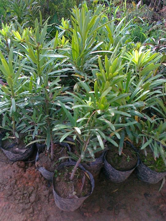 廣東羅漢松小苗羅漢松苗供應