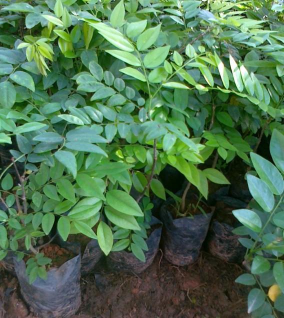 供應(yīng)廣東黃花梨苗