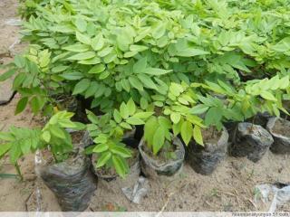 供應(yīng)廣東黃花梨苗