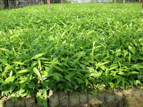 沉香苗圖片/沉香苗樣板圖 (4)