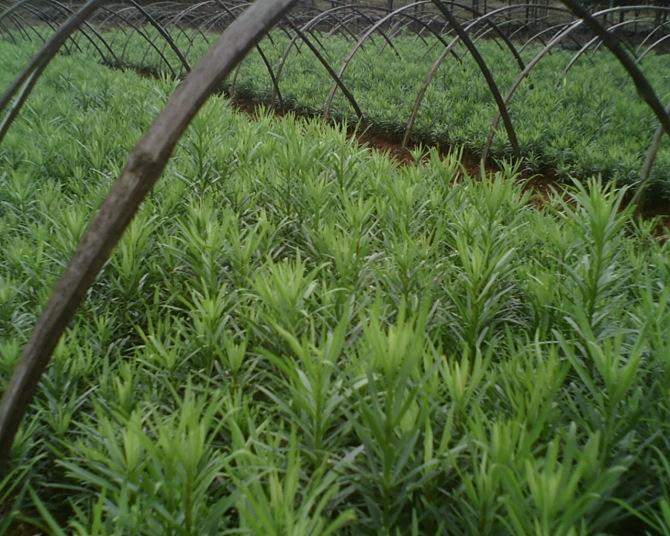 廣東羅漢松小苗羅漢松苗供應