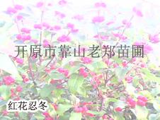 【金银忍冬】【红花忍冬】优质忍冬小苗王八骨头忍冬价格【耐寒灌木基地】图片